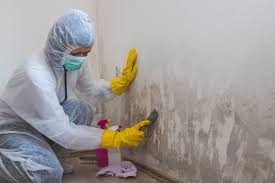 Trusted Port Jefferson, NY Mold Removal Experts